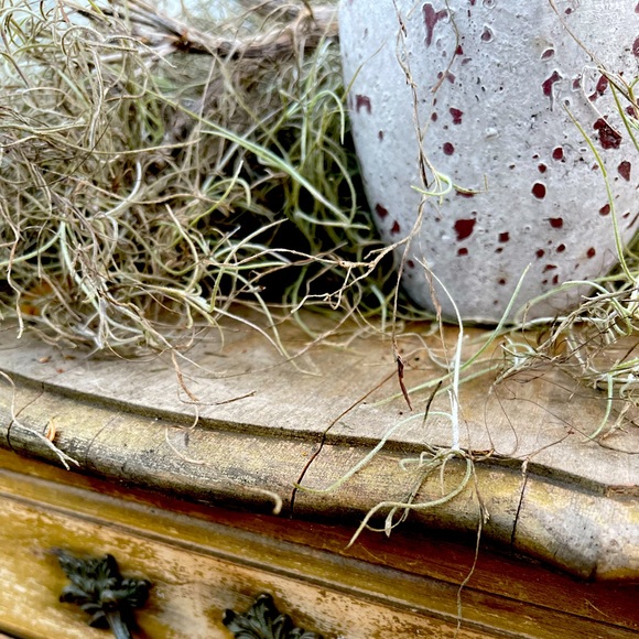 🌍5 lbs. real Air Plants OrganicReal  Live Spanish Moss Extra Long Rare C… - Picture 6 of 17